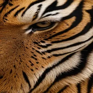 tiger stripes png