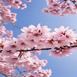 sakura background
