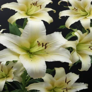 lily background