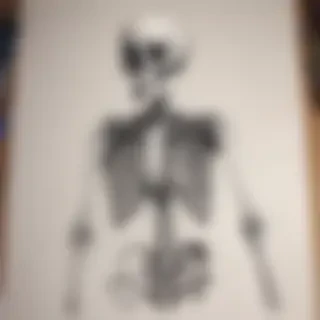 creative skeleton drawings