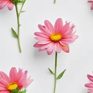 white background flower