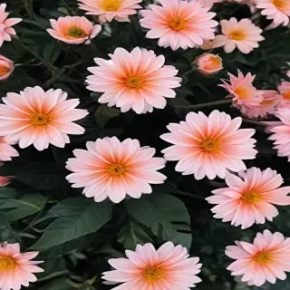 flowers aesthetic