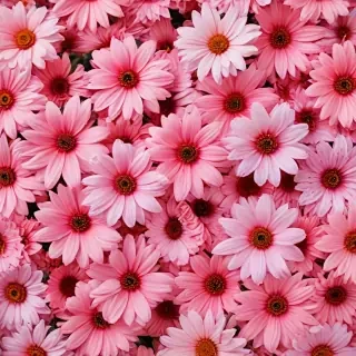flower background for phone