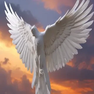 angel wing pictures
