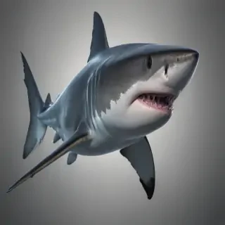 shark png