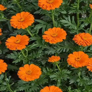 marigold png