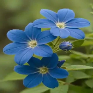 blue flowers transparent