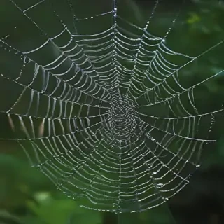 spiderweb