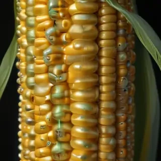corn drawing