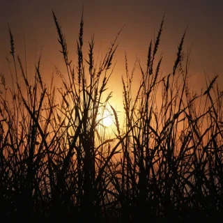 grass silhouette