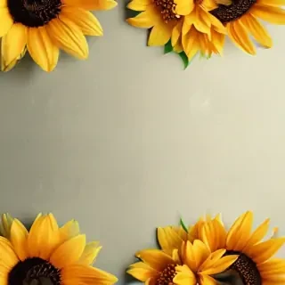 sunflower iphone background