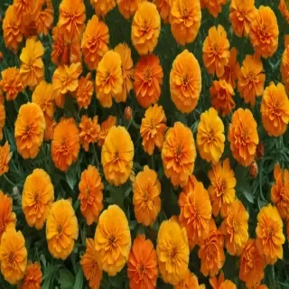 marigolds transparent