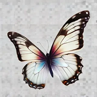 butterfly transparent