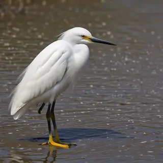 snowy egret