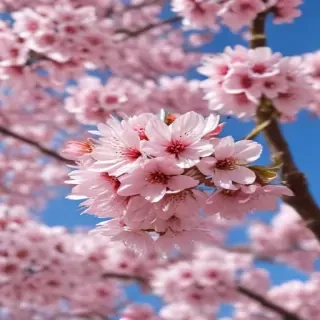 cherry blossoms png