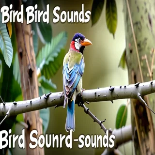 bird sounds