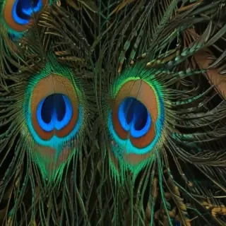 peacock feather images