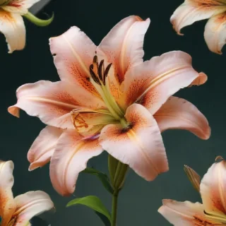 lily flower