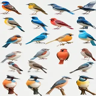 birds transparent background