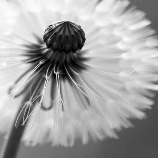 macro photography of a dandelion seed being released from the top of a dandelion flower, shallow depth of field, 50mm lens, aperture f/2.8, ISO 100, natural light, black and white style