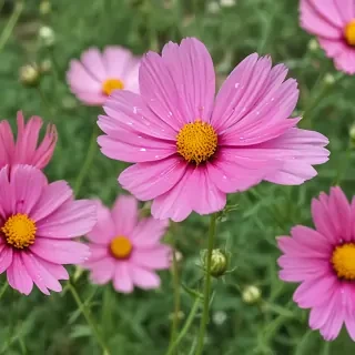 cosmos flower