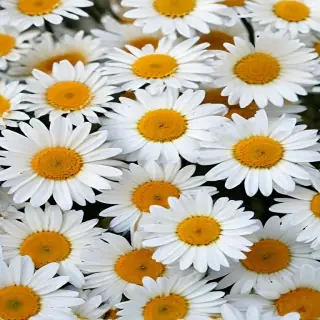 daisy desktop wallpaper