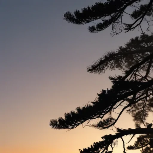 pine tree silhouette png