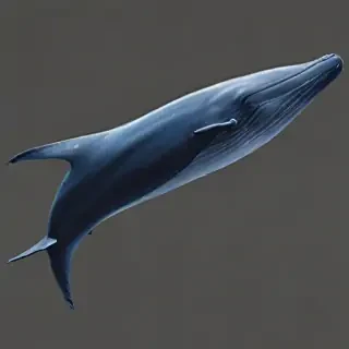 blue whale png