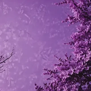 purple aesthetic wallpaper laptop