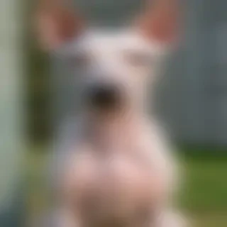 american hairless terrier