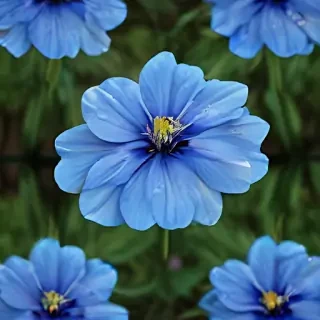 blue flower