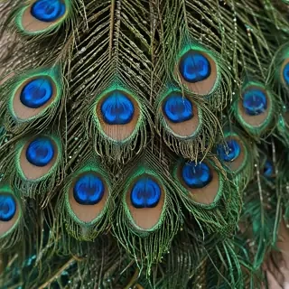 peacock feather images