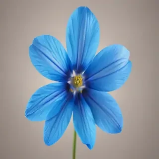 blue flower transparent