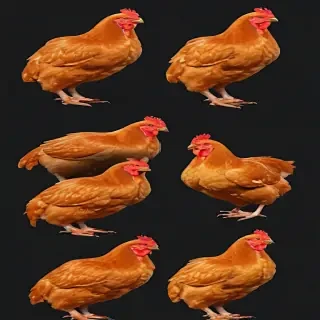 chicken png
