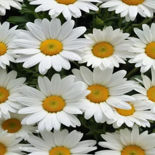 daisy flower wallpaper