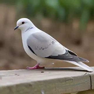 dove bird