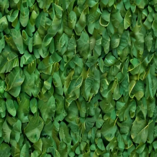 leaf background green