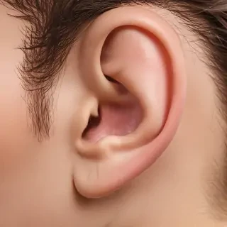 ear png