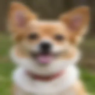 jackaranian dog breed