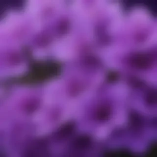 cute purple wallpaper for iphone
