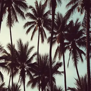palm tree background