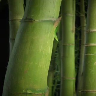bamboo png