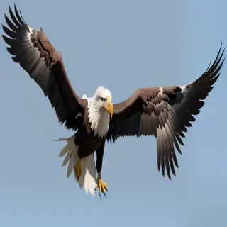 eagles png