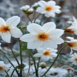 winter flower wallpaper background