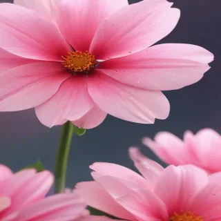 cute pink iphone backgrounds