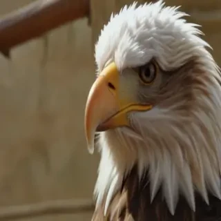 american eagle dog