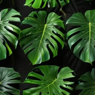 monstera background