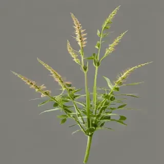 weeds png