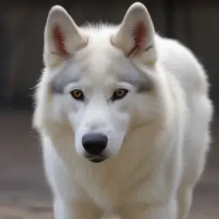 northern inuit dog
