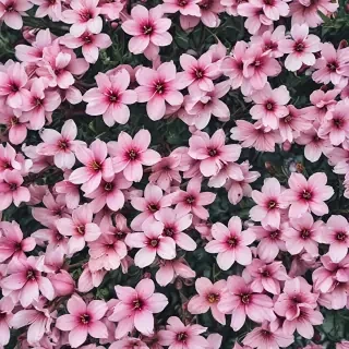 spring phone wallpaper